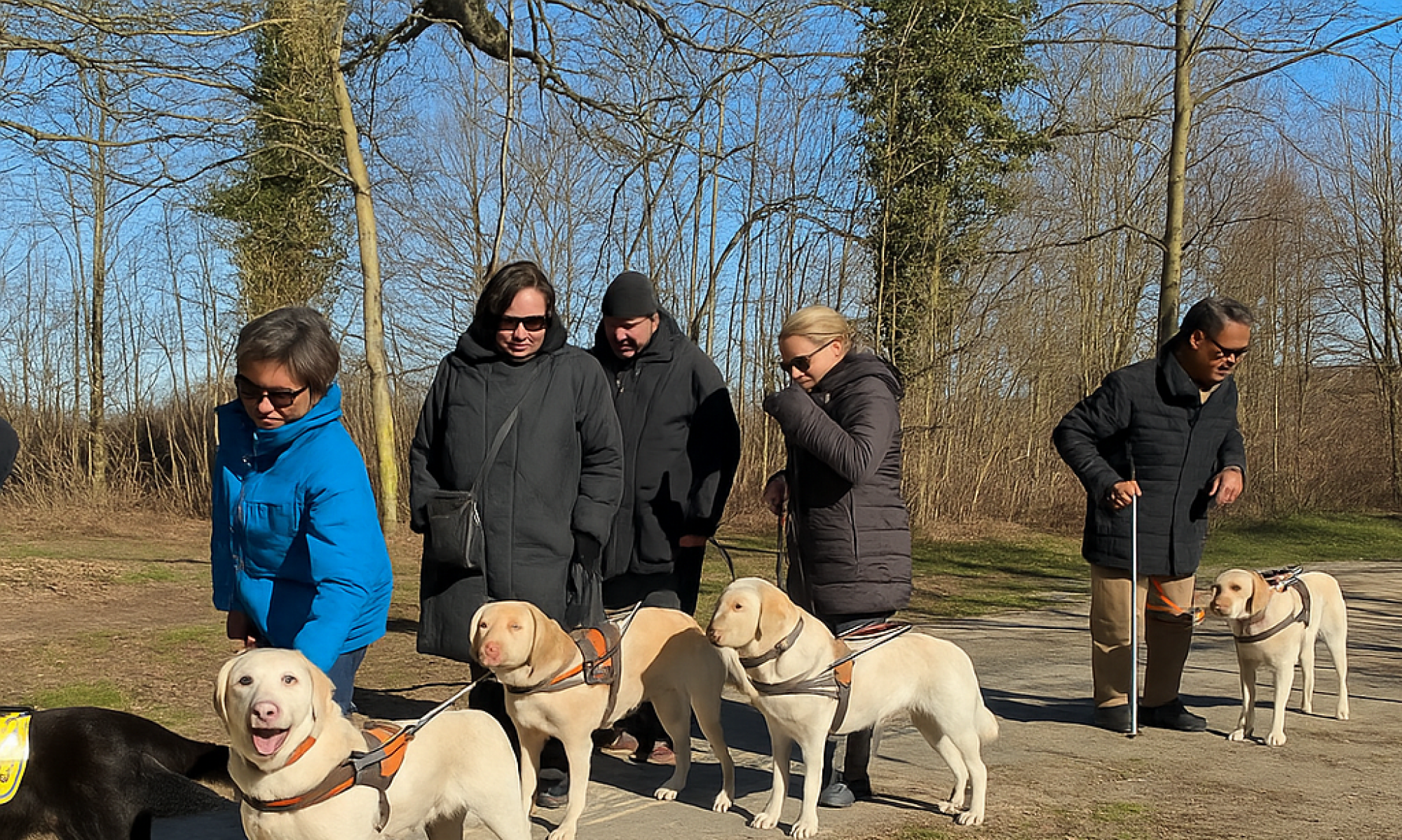 5 førerhunde på arbejde